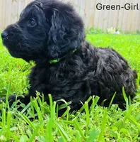 Green(Silver), a female Labradoodle for sale in Brandon, MS – 2 of 2