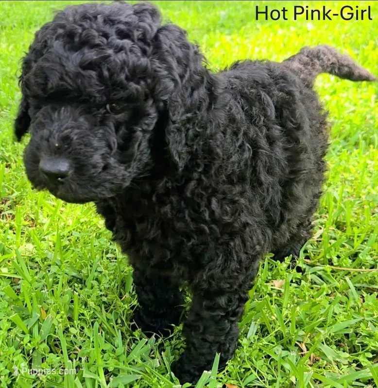Hot Pink – Labradoodle puppy for sale in Brandon, MS