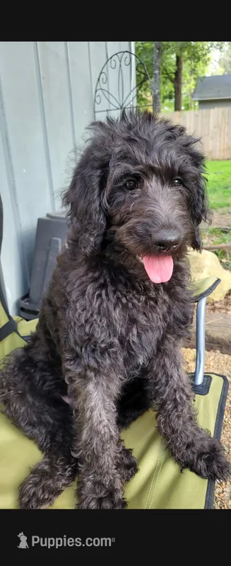 Green(Silver) – Labradoodle puppy for sale in Brandon, MS