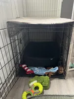 Wrigley , a male Miniature Goldendoodle for sale in Fort Wayne, IN – Photo 9 of 10