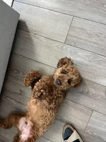 Wrigley , a male Miniature Goldendoodle for sale in Fort Wayne, IN – Photo 6 of 10