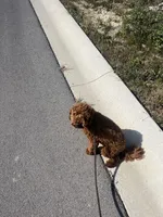 Wrigley , a male Miniature Goldendoodle for sale in Fort Wayne, IN – Photo 8 of 10