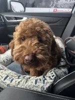 Wrigley , a male Miniature Goldendoodle for sale in Fort Wayne, IN – Photo 2 of 10