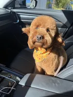 Wrigley , a male Miniature Goldendoodle for sale in Fort Wayne, IN – Photo 4 of 10
