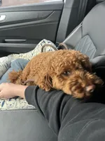 Wrigley , a male Miniature Goldendoodle for sale in Fort Wayne, IN – Photo 1 of 10