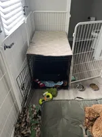 Wrigley , a male Miniature Goldendoodle for sale in Fort Wayne, IN – Photo 10 of 10