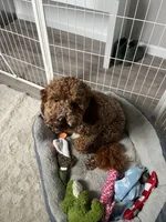 Wrigley , a male Miniature Goldendoodle for sale in Fort Wayne, IN – Photo 3 of 10