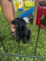 Daisy, a female Labrador Retriever for sale in Gardner, IL – 8 of 9