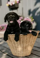 Rosie, a female Labrador Retriever for sale in Gardner, IL – 4 of 9