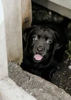 Rosie, a female Labrador Retriever for sale in Gardner, IL – 3 of 9