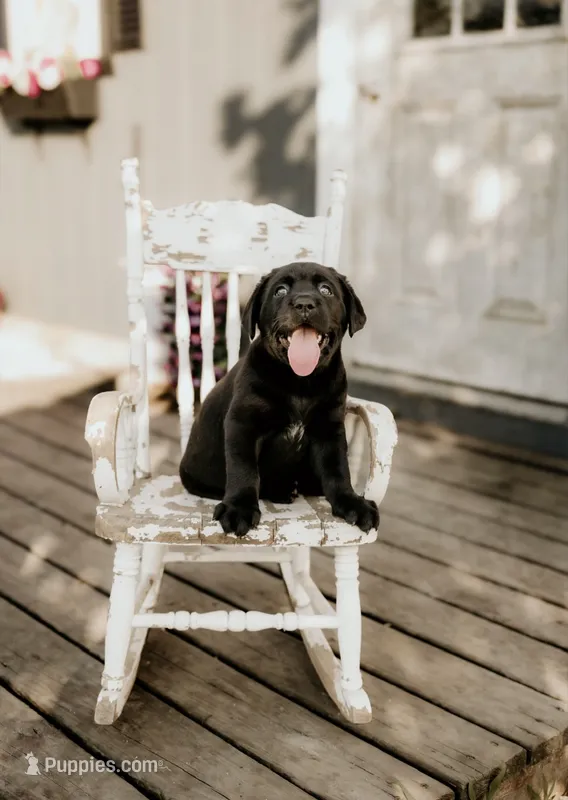 Rosie – Labrador Retriever puppy for sale in Gardner, IL