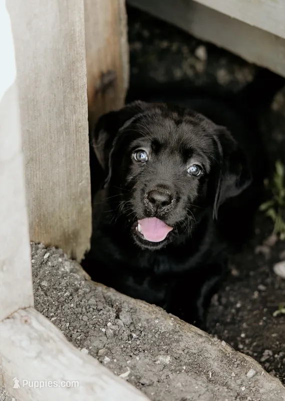 Daisy – Labrador Retriever puppy for sale in Gardner, IL