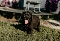 Rosie, a female Labrador Retriever for sale in Gardner, IL – 2 of 9