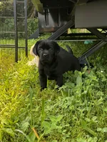Rosie, a female Labrador Retriever for sale in Gardner, IL – 9 of 9