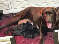 Rosie, a female Labrador Retriever for sale in Gardner, IL – 5 of 9