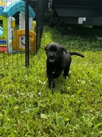 Rosie, a female Labrador Retriever for sale in Gardner, IL – 8 of 9