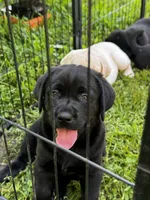 Daisy, a female Labrador Retriever for sale in Gardner, IL – 6 of 9