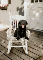 Daisy, a female Labrador Retriever for sale in Gardner, IL – 3 of 9