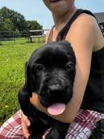 Rosie, a female Labrador Retriever for sale in Gardner, IL – 6 of 9