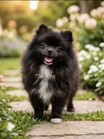 Sable, a female Pomeranian for sale in Los Angeles, CA – 1 of 10