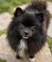 Sable, a female Pomeranian for sale in Los Angeles, CA – 5 of 10