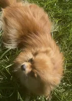 Fendi, a female Pomeranian for sale in Los Angeles, CA – 2 of 5