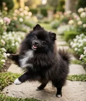 Sable, a female Pomeranian for sale in Los Angeles, CA – 6 of 10