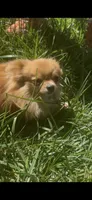 Fendi, a female Pomeranian for sale in Los Angeles, CA – 3 of 5