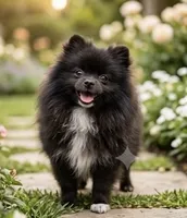 Sable, a female Pomeranian for sale in Los Angeles, CA – 9 of 10