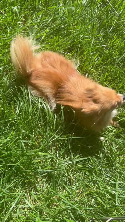 Fendi, a female Pomeranian for sale in Los Angeles, CA – 5 of 5