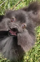 Sable, a female Pomeranian for sale in Los Angeles, CA – 2 of 10