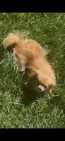 Fendi, a female Pomeranian for sale in Los Angeles, CA – 4 of 5
