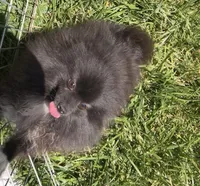Sable, a female Pomeranian for sale in Los Angeles, CA – 4 of 10