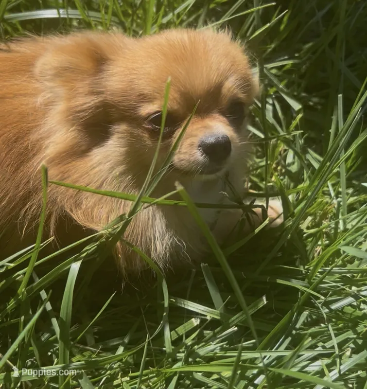 Fendi – Pomeranian puppy for sale in Los Angeles, CA