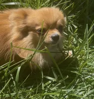 Fendi, a female Pomeranian for sale in Los Angeles, CA – 1 of 5