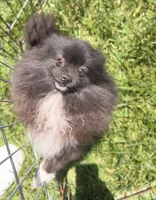 Sable, a female Pomeranian for sale in Los Angeles, CA – 7 of 10