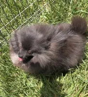 Sable, a female Pomeranian for sale in Los Angeles, CA – 8 of 10
