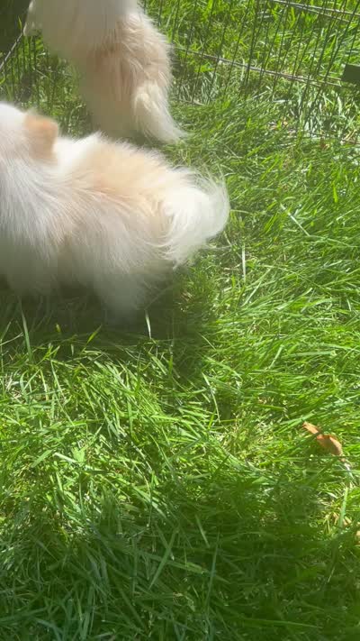 Milan, a female Pomeranian for sale in Los Angeles, CA – 3 of 3