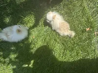 Milan, a female Pomeranian for sale in Los Angeles, CA – 2 of 3