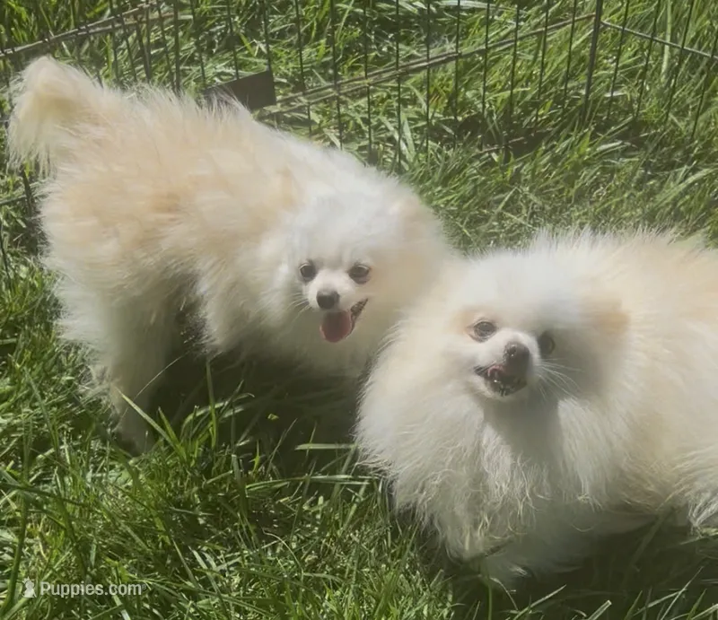 Milan – Pomeranian puppy for sale in Los Angeles, CA