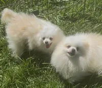 Milan, a female Pomeranian for sale in Los Angeles, CA – 1 of 3