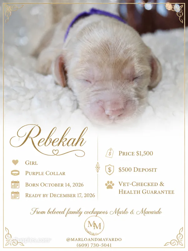REBEKAH – Cockapoo puppy for sale in Pennsauken, NJ