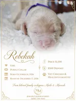 REBEKAH, a female Cockapoo for sale in Pennsauken, NJ – 1 of 7