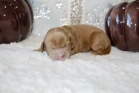 KATARINA, a female Cockapoo for sale in Pennsauken, NJ – 3 of 5