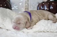 REBEKAH, a female Cockapoo for sale in Pennsauken, NJ – 6 of 7