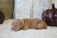 DOUG, a male Cockapoo for sale in Pennsauken, NJ – 3 of 5