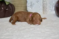 BONNIE, a female Cockapoo for sale in Pennsauken, NJ – 3 of 6