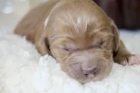 ELENA , a female Cockapoo for sale in Pennsauken, NJ – 7 of 7