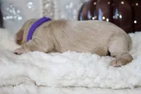 REBEKAH, a female Cockapoo for sale in Pennsauken, NJ – 5 of 7