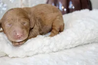 KLAUS, a male Cockapoo for sale in Pennsauken, NJ – 6 of 7